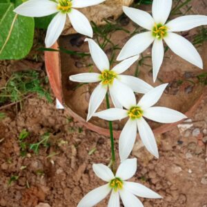 Rain lilly  white
