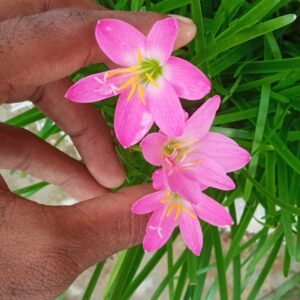 Rain lilly pink