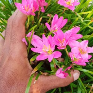 Rain lilly pink